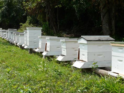 Mountain bee farm - Honey Mountain Bee Farm. Categories. Gourmet Goods. 213 Mount Pleasant Church Road Sylva NC 28779 (919) 820-0319; About Us. Honey Mountain Bee Farm local wildflower and sourwood honey in Jackson County, North Carolina. Share